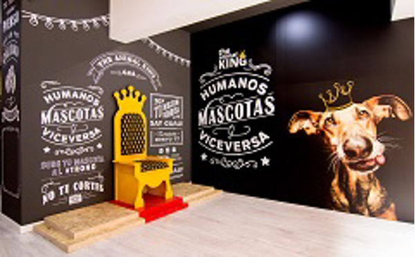 Franquicia The Animal King Franquicia The Animal King