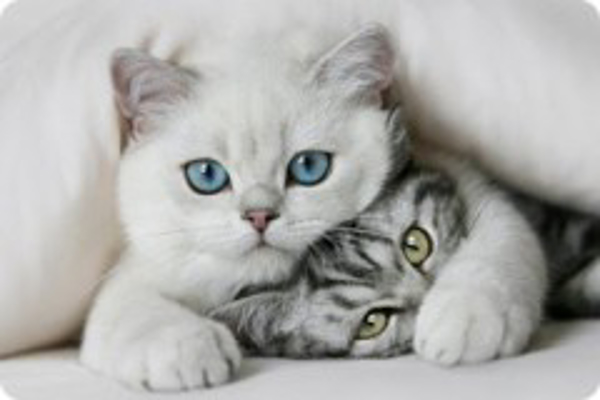 Franquicia CatOKI Franquicia CatOKI