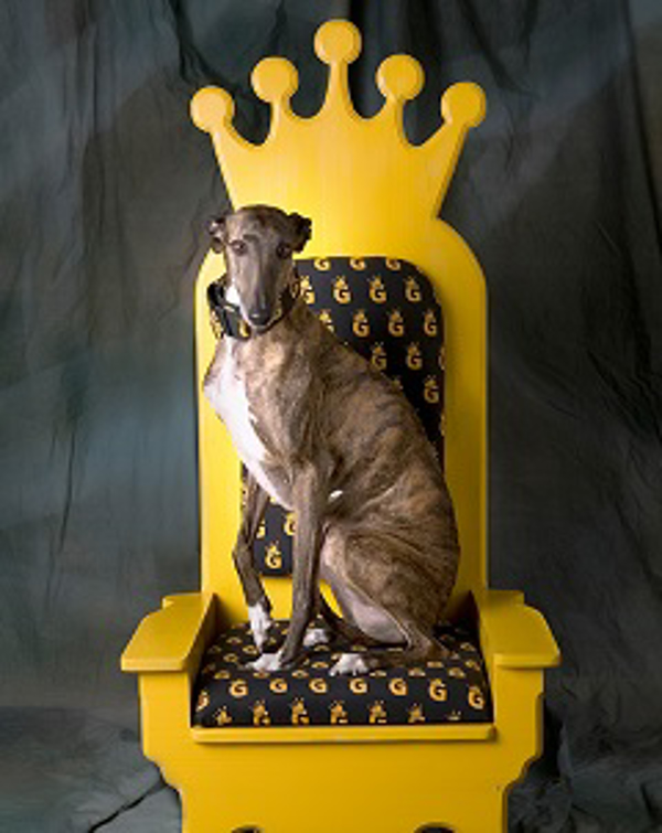 Franquicia The Animal King Franquicia The Animal King