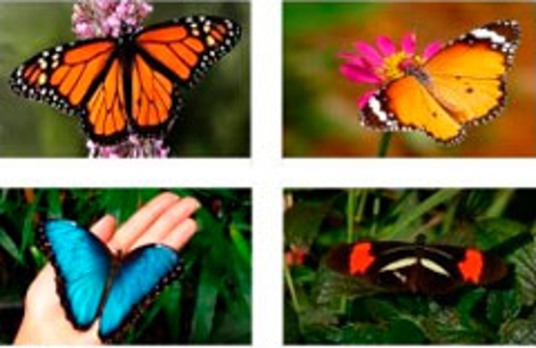 Franquicia Free Butterflies Franquicia Free Butterflies