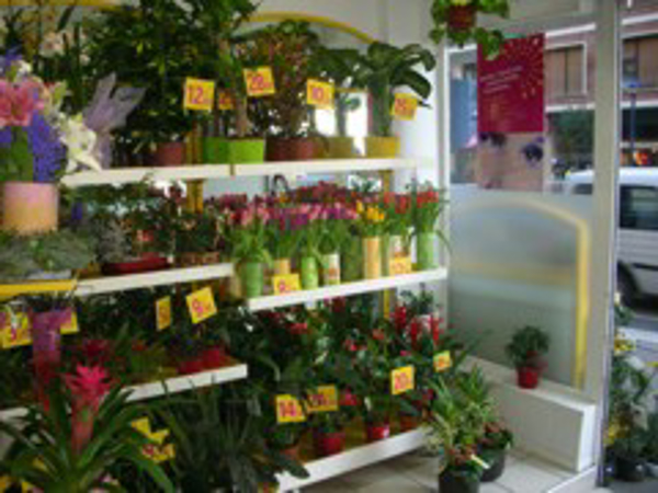 Franquicia Rapid Flore Franquicia Rapid Flore