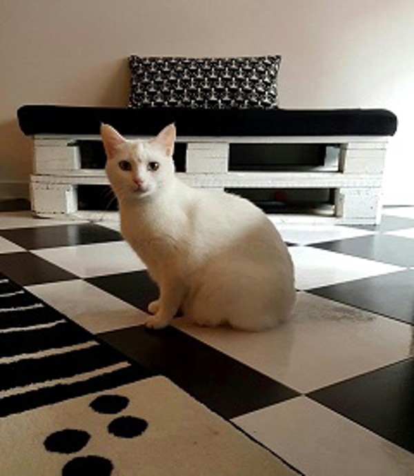 Franquicia Cat Café Franquicia Cat Café