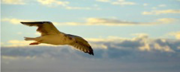 Franquicia Energía Positiva Coaching Franquicia Energía Positiva Coaching