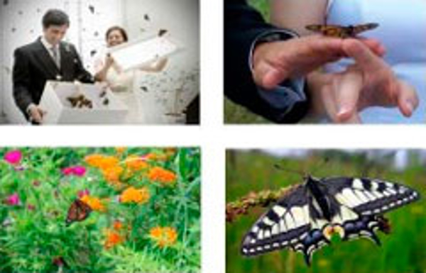 Franquicia Free Butterflies Franquicia Free Butterflies