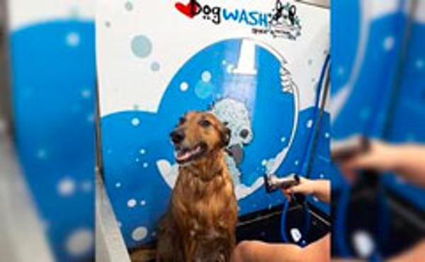 Franquicia I Love Dog Wash Franquicia I Love Dog Wash