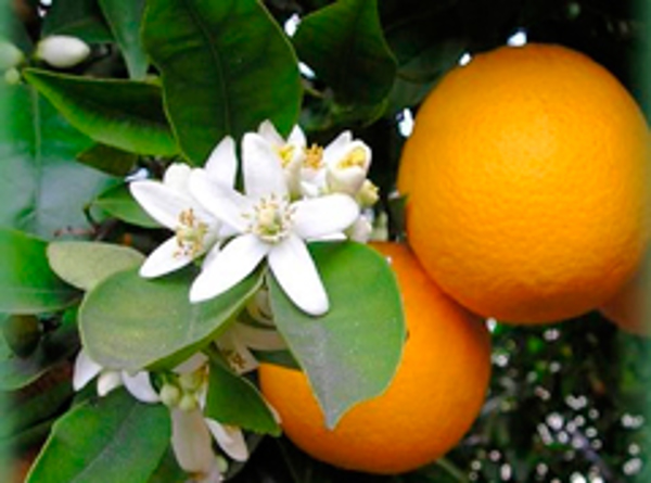 La franquicia Mililitros de Perfume exprime todo el jugo de las naranjas