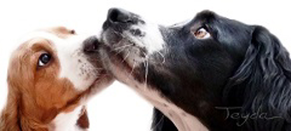 Tierra Animal renovará la imagen corporativa de sus franquicias