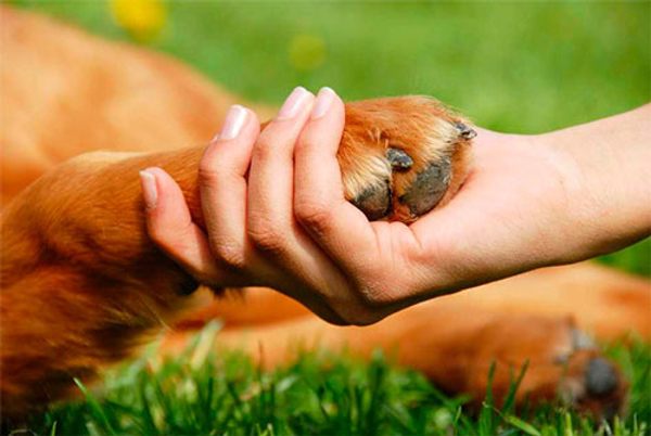 Las mascotas y las plantas conquistan el 'corazón' de las franquicias en España