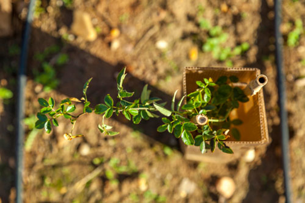La Fundación de la franquicia Yves Rocher planta 10.000 especies vegetales en la comunidad De Madrid