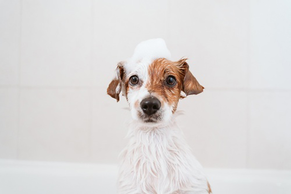¿Cómo prevenir contagios de COVID-19 en mascotas? Nos da las pautas la franquicia Fresh.
